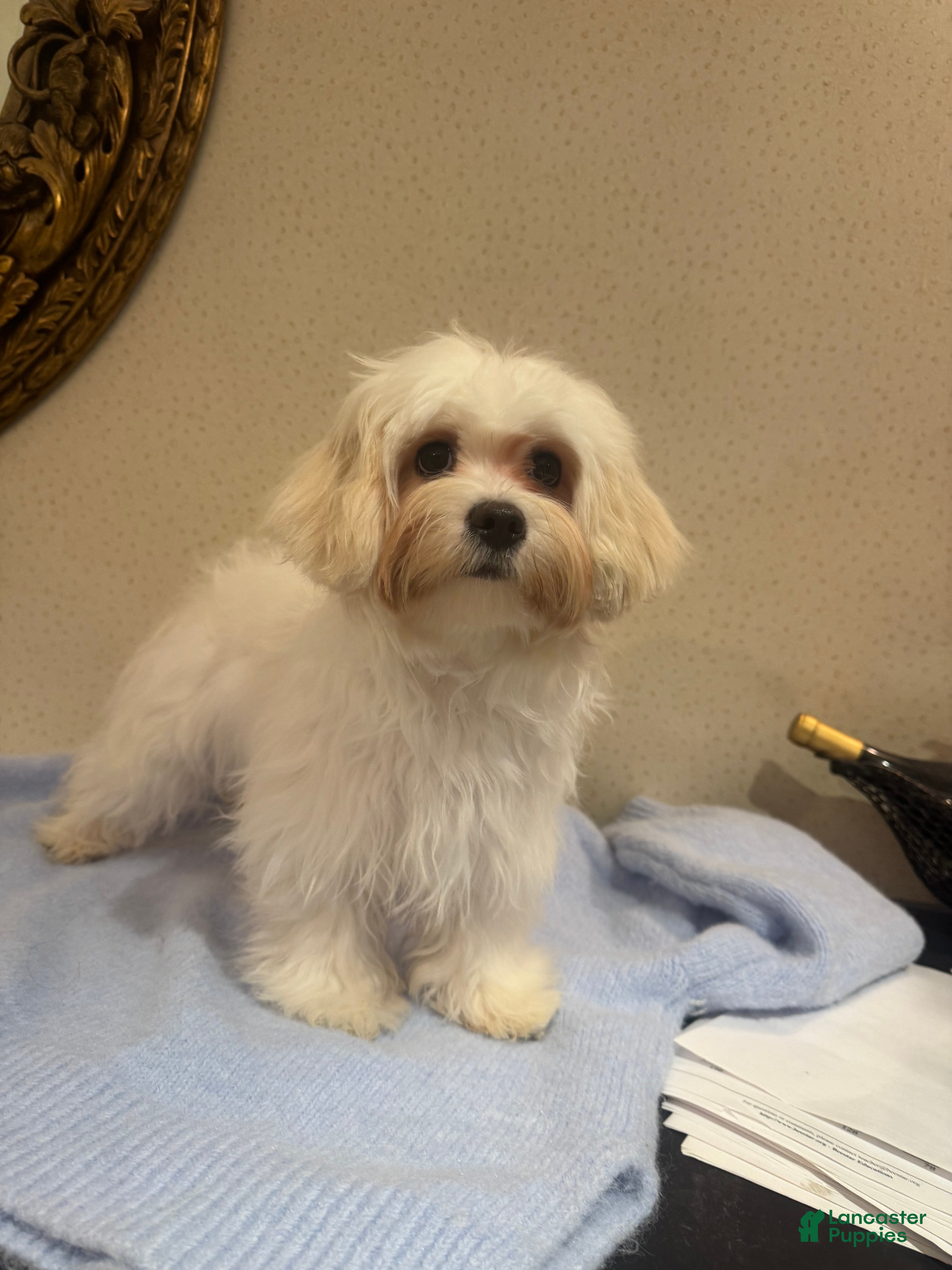 Mixed Breed dogs Lemon - Ad 2