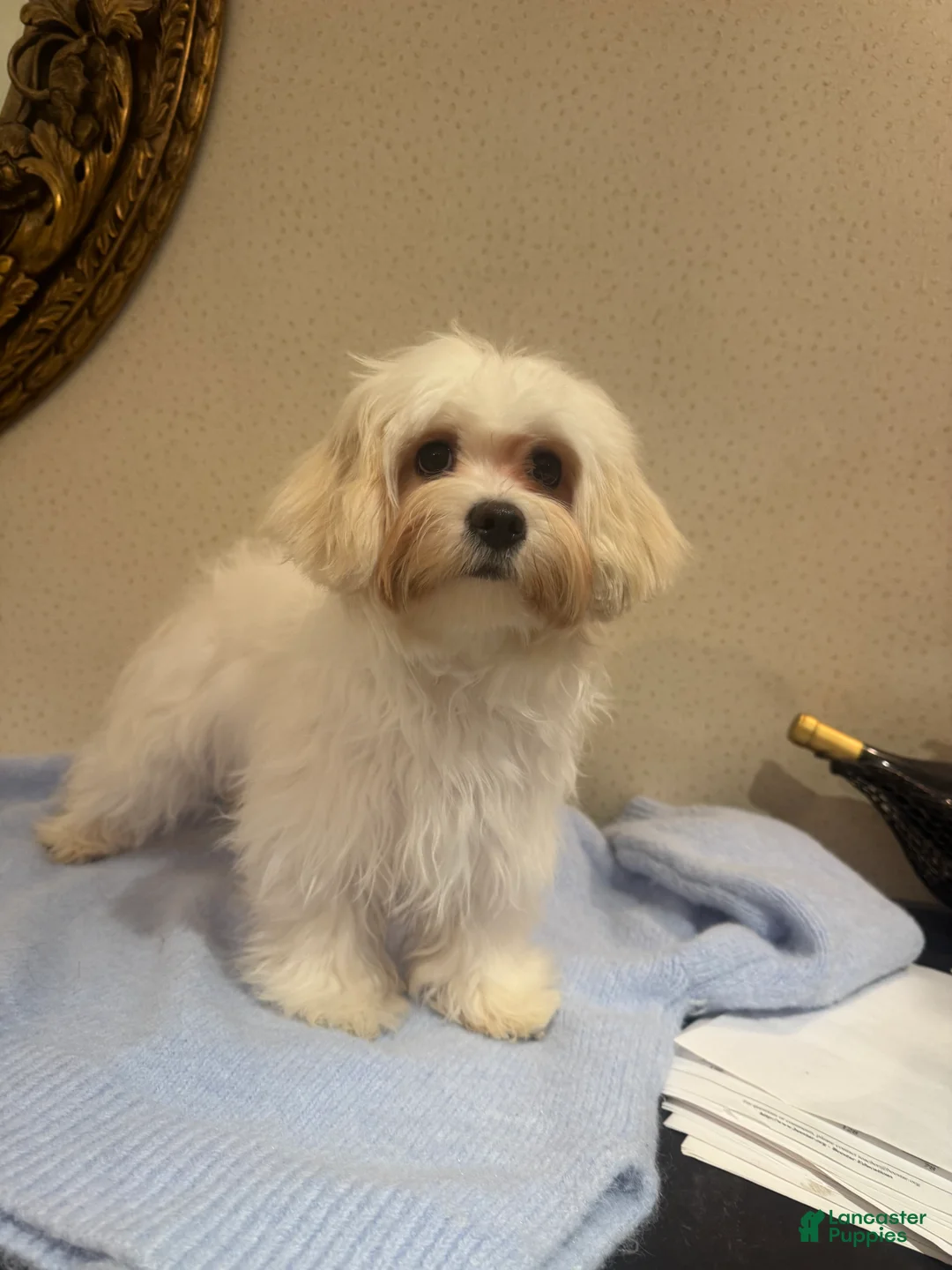 Mixed Breed dogs for sale: Lemon - Ad 2