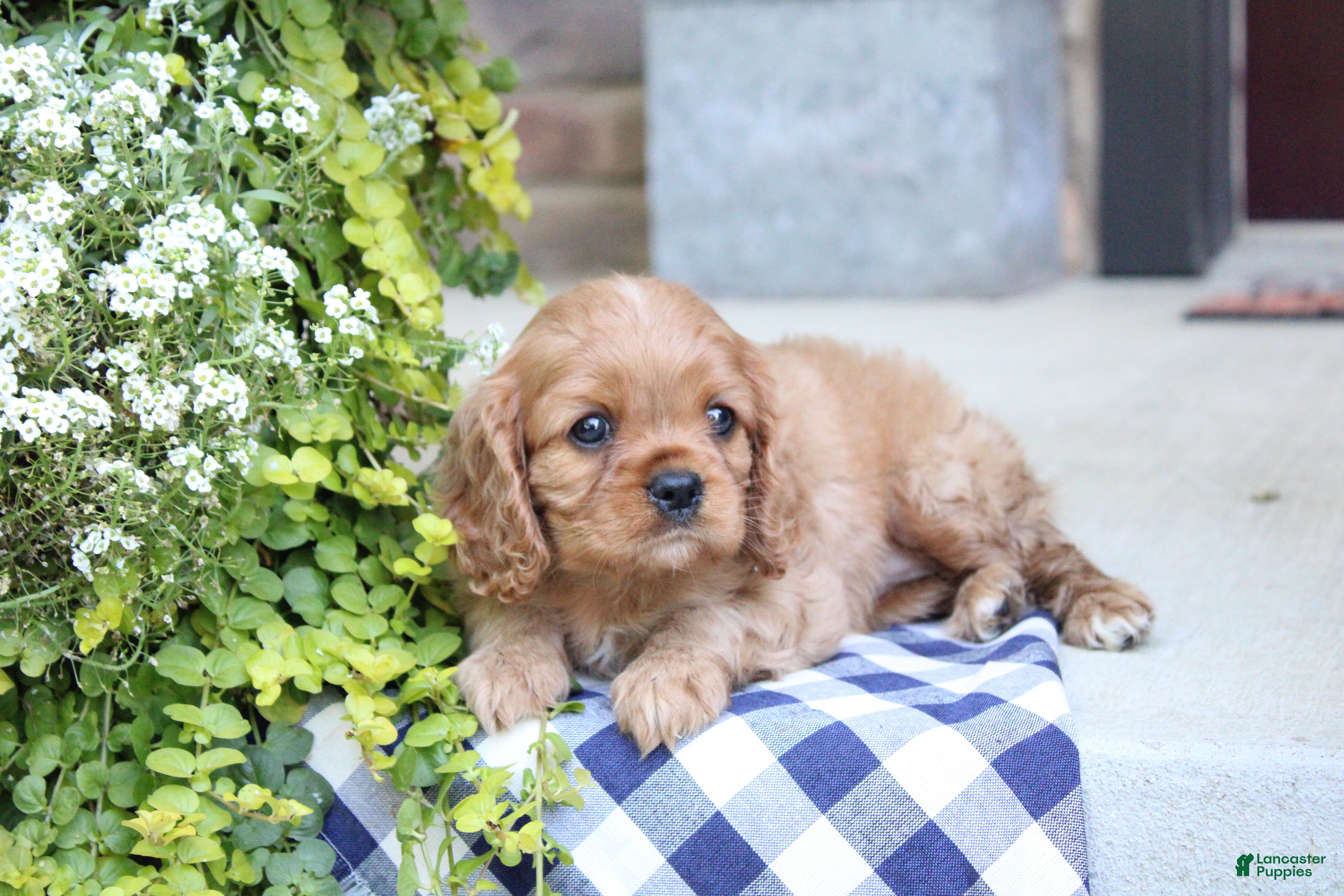 Cavalier King Charles Spaniel dogs Blossom - Ad 1