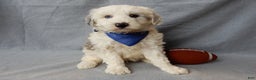 Sheepadoodle dogs for sale: Robby - Ad 4