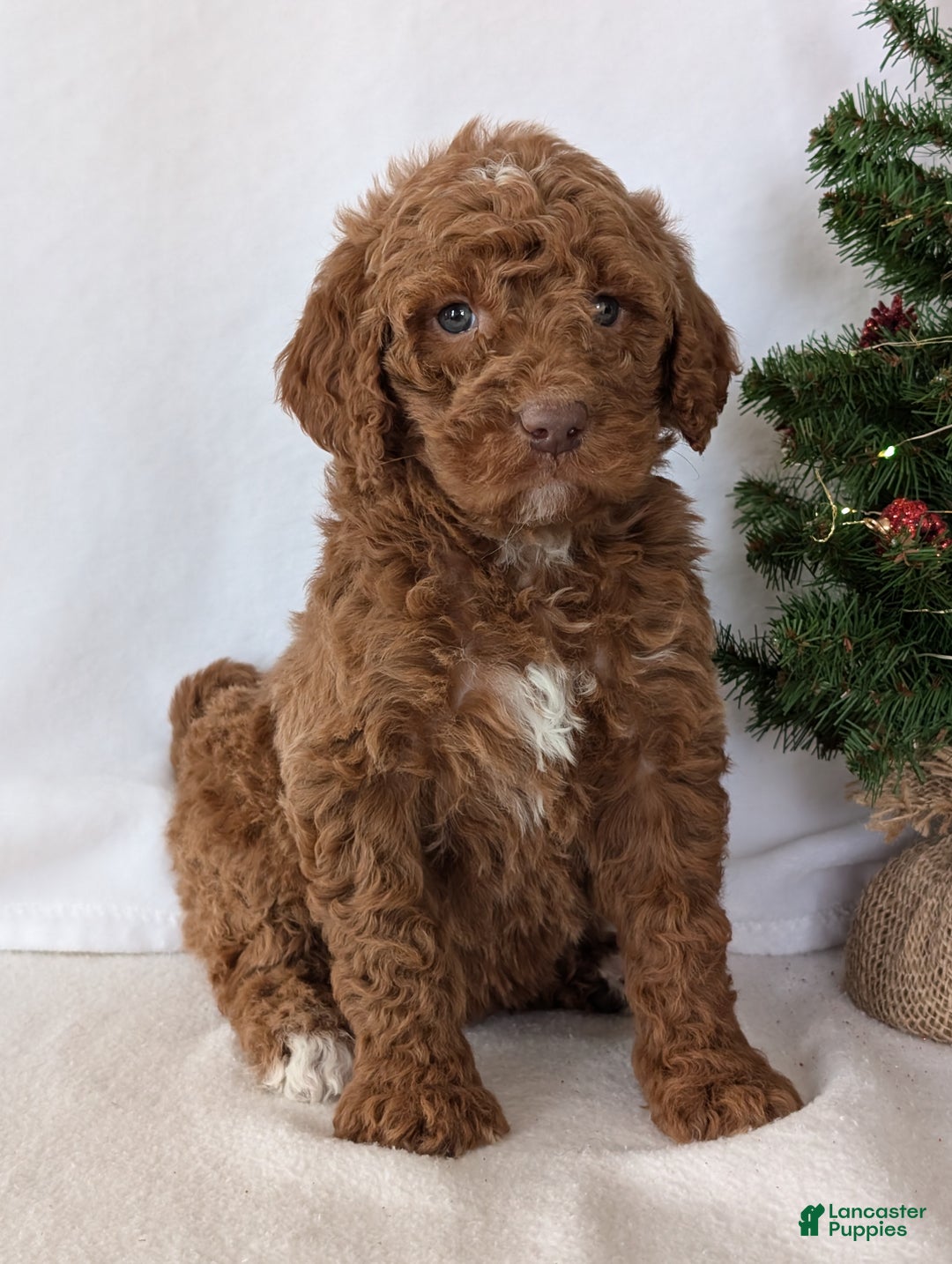 Goldendoodle dogs for sale: Porter  - Ad 2