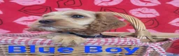 Cockapoo dogs for sale: Blue Boy  - Ad 15