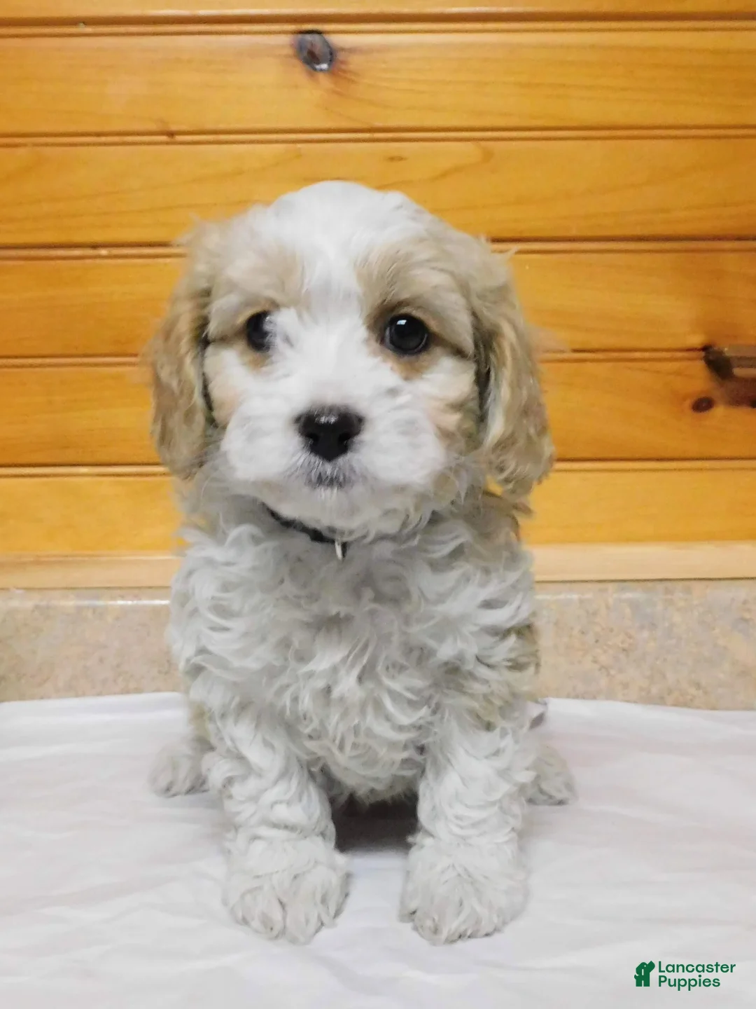 Cavachon dogs for sale: Corduroy  - Ad 1