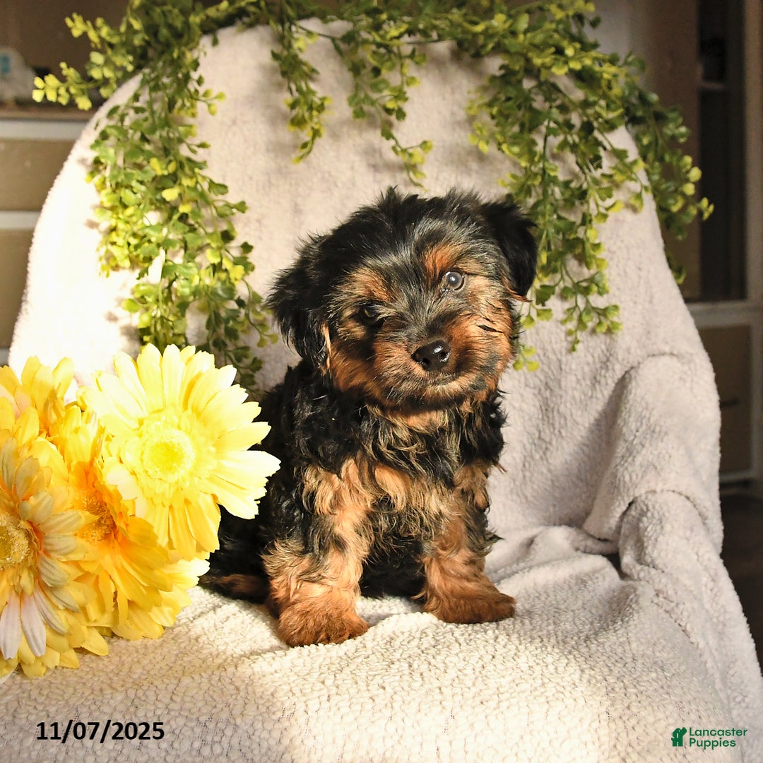 Yorkshire Terrier dogs for sale: Bandit - Ad 4