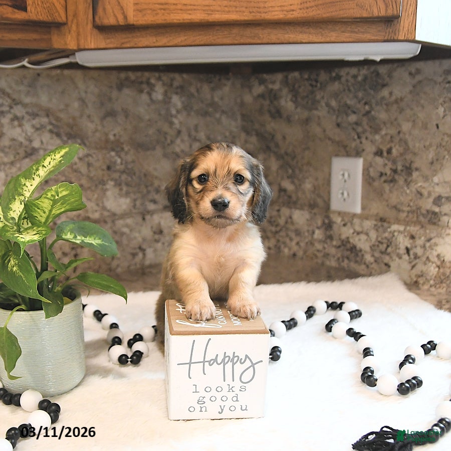 Miniature Dachshund dogs Bentley - Ad 1