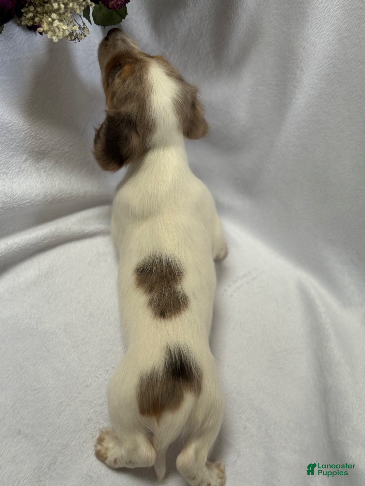 Miniature Dachshund dogs Miniature Dachshund Puppy 1 - Ad 2