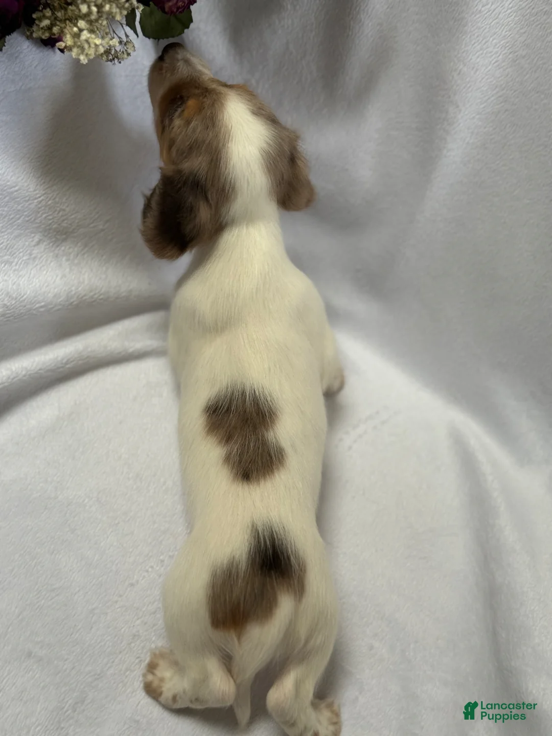 Miniature Dachshund dogs for sale: Miniature Dachshund Puppy 1 - Ad 2