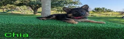 German Shepherd dogs for sale: Chia - Ad 5