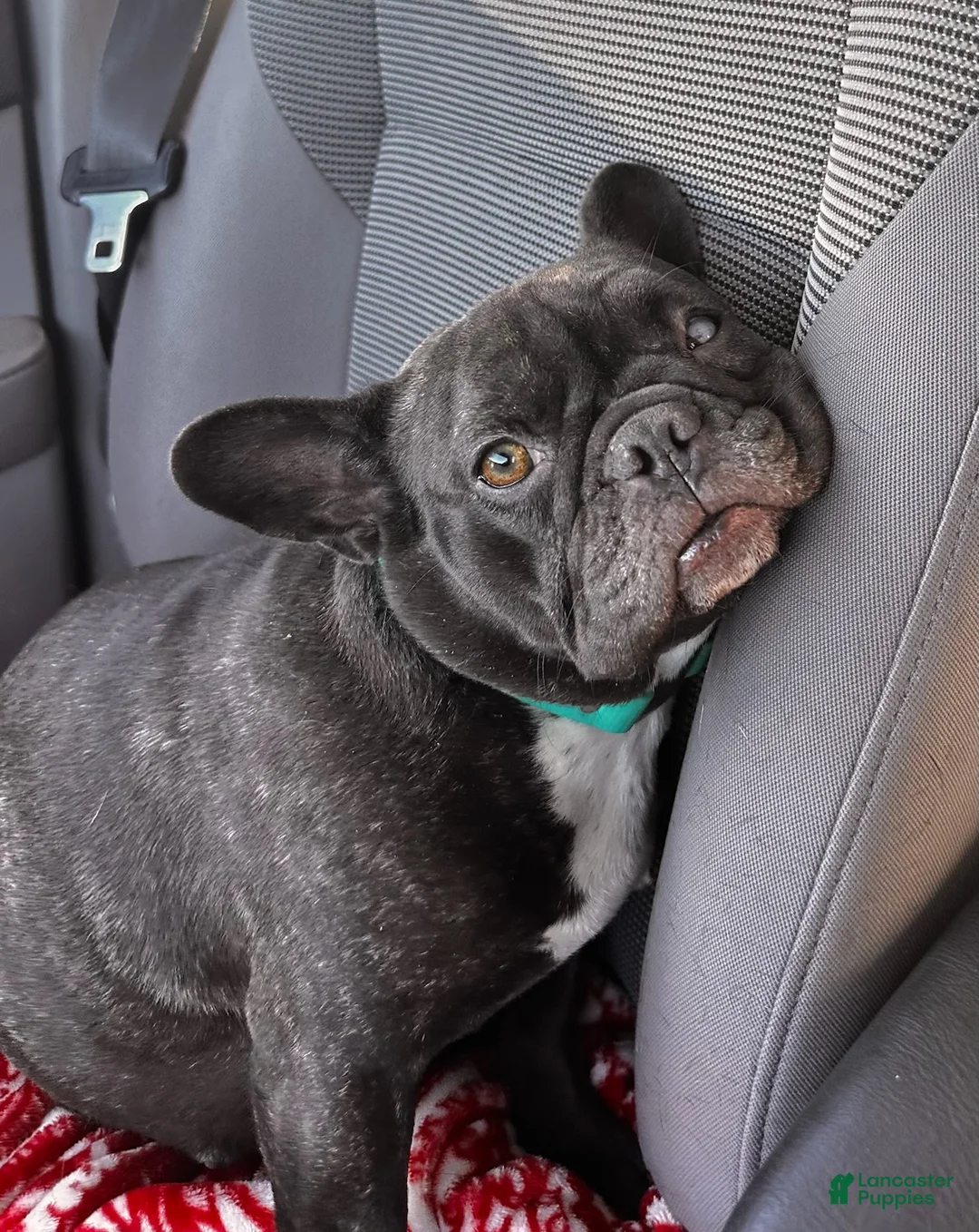 French Bulldog dogs for sale: Lilac Beauty - Ad 11