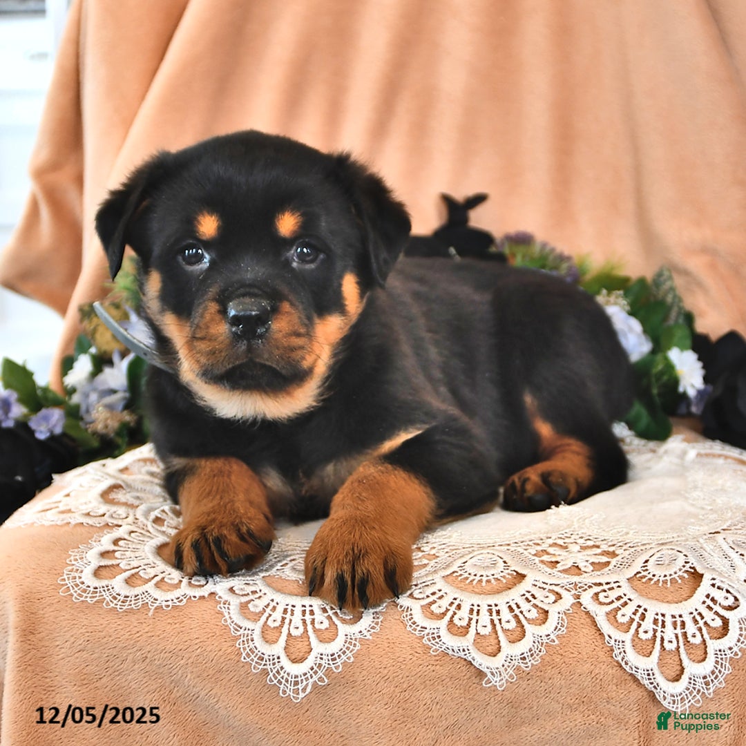 Rottweiler dogs for sale: Roger - Ad 1