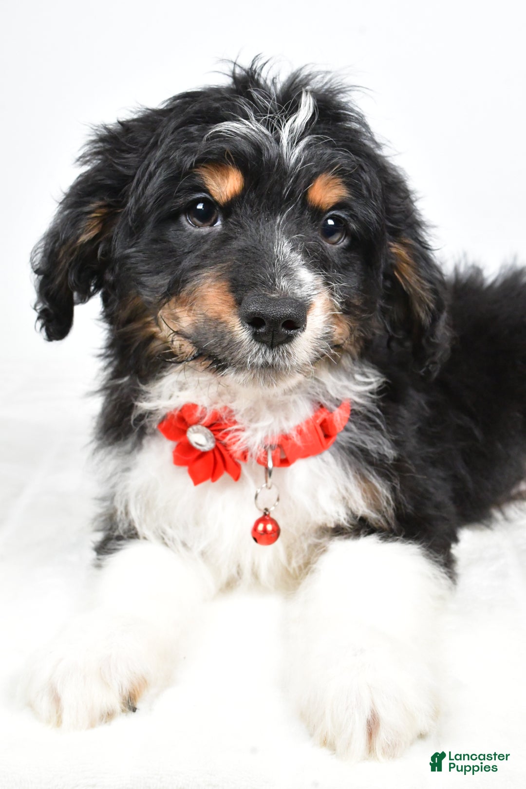 Mini Aussiedoodle dogs for sale: Logan - Ad 4