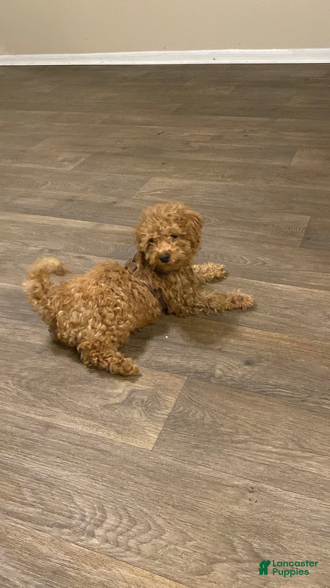 Goldendoodle dogs for sale: Jaxon - Ad 2