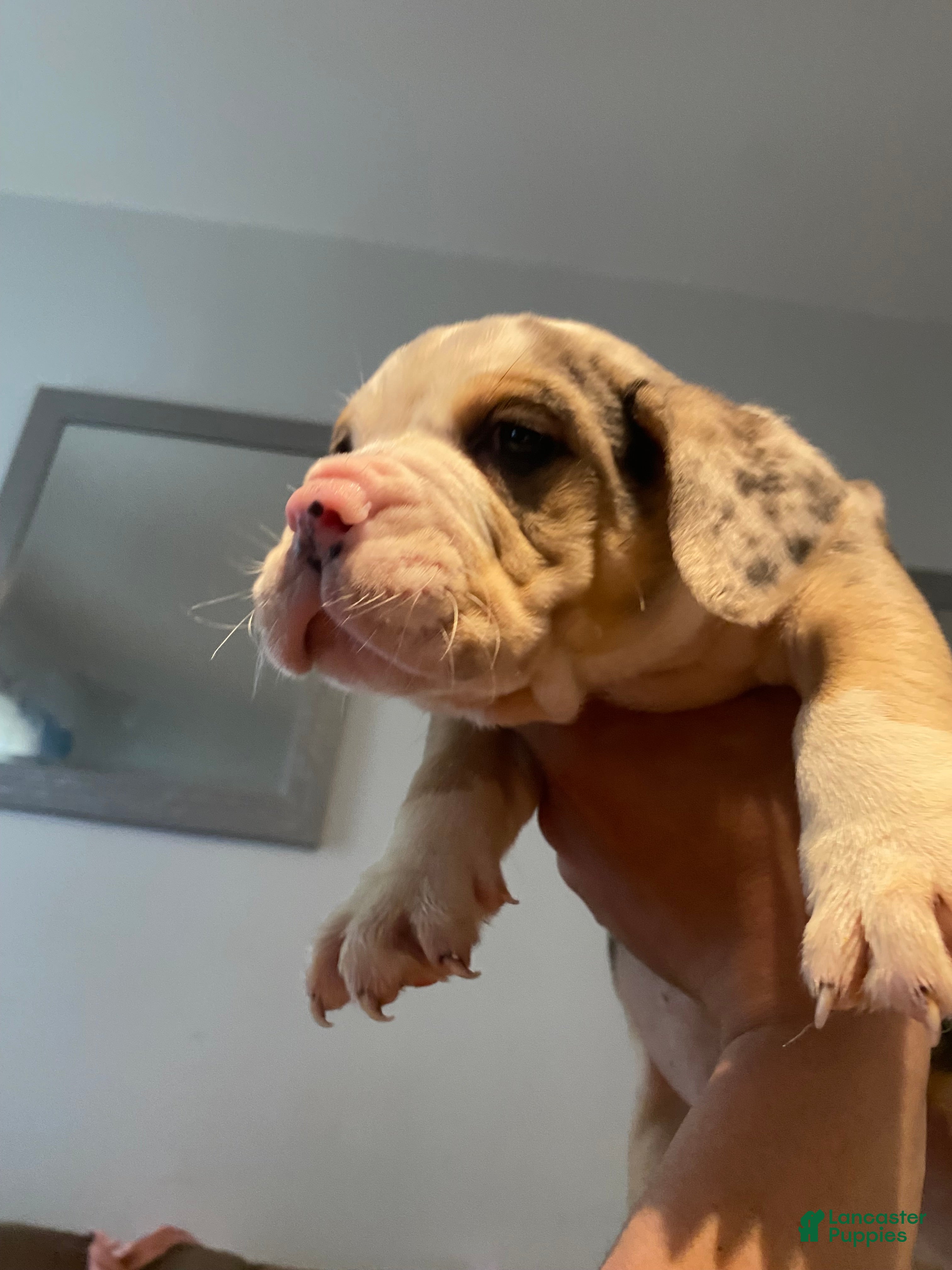 Beabull dogs 7Seven - Ad 11