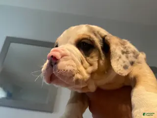 Beabull dogs 7Seven - Ad 11