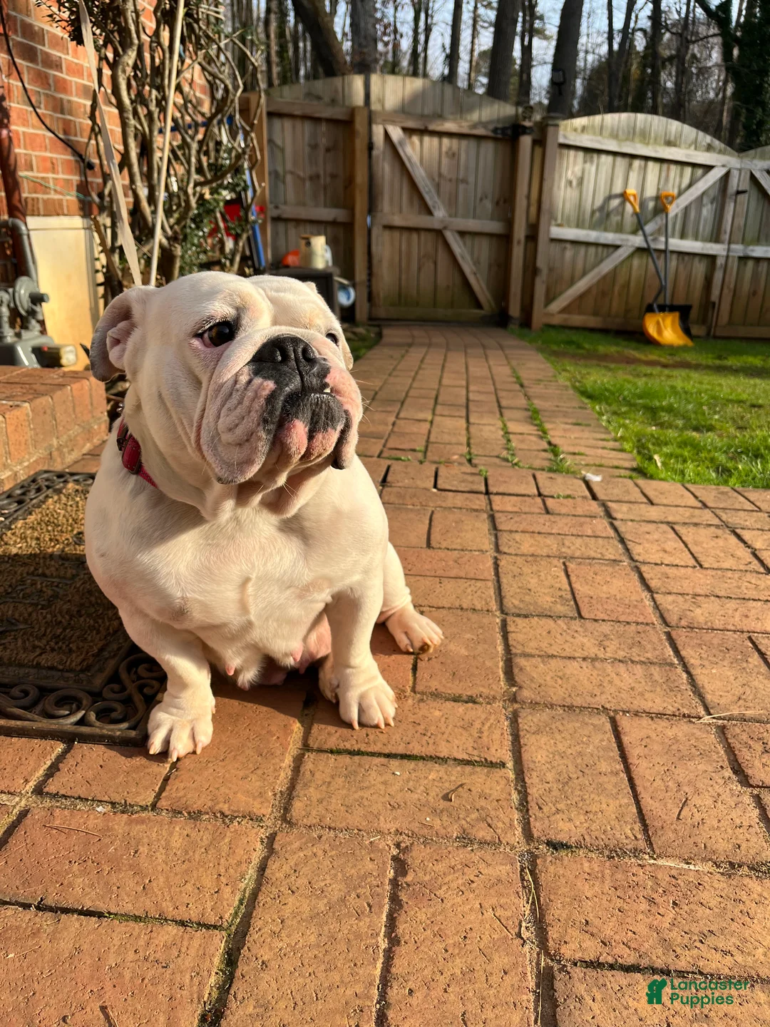 English Bulldog dogs for sale: English Bulldog Puppy 1 - Ad 6