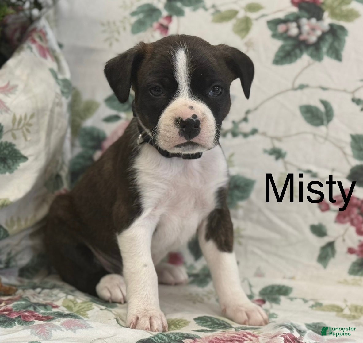 Mixed Breed dogs Misty - Ad 42