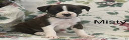 Mixed Breed dogs for sale: Misty - Ad 1