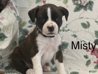 Mixed Breed dogs Misty - Ad 11