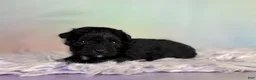 Schnoodle dogs for sale: Panther  - Ad 7