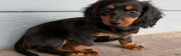 Dachshund dogs for sale: Freddy - Ad 2