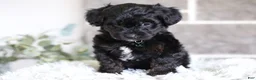 Yorkiepoo dogs for sale: Bentley - Ad 13