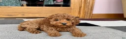 Cockapoo dogs for sale: Waylon - Ad 8