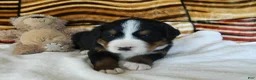 Bernese Mountain Dog dogs for sale: Beulah - Ad 5