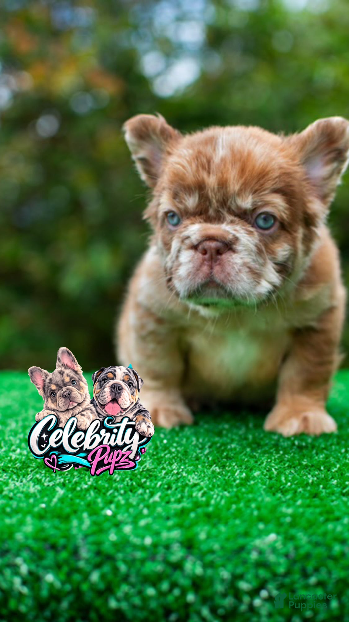 French Bulldog dogs “CINDERELLA” – Rare Rojo Fluffy Merle in California-USA Delivery - Ad 2
