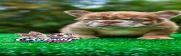 French Bulldog dogs for sale: “CINDERELLA” – Rare Rojo Fluffy Merle in California-USA Delivery - Ad 2