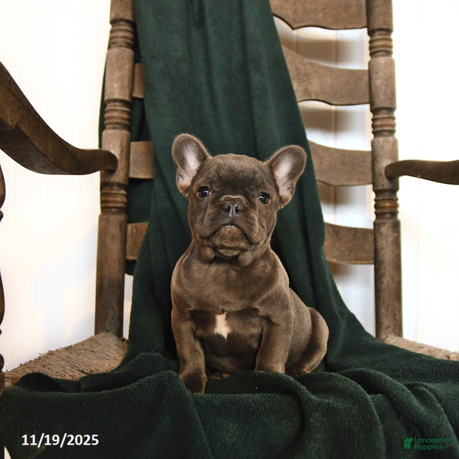 French Bulldog dogs Eleanor - Ad 11