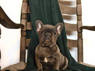 French Bulldog dogs Eleanor - Ad 24