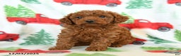 Toy Poodle dogs for sale: Ruffles - Ad 2