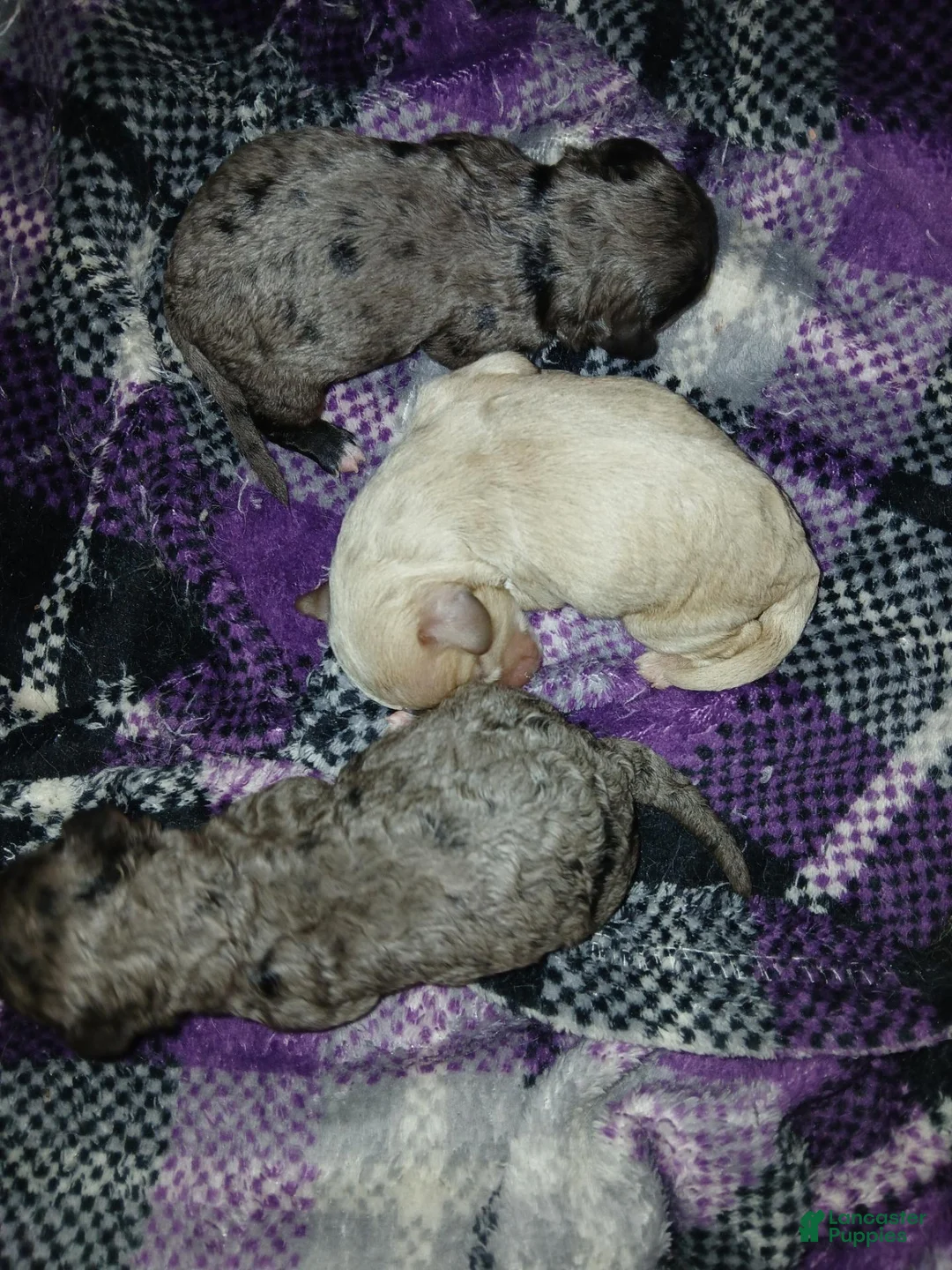 Cavapoo dogs for sale: Cavapoo 3 Twinkle - Ad 26