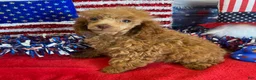 Toy Poodle dogs for sale: Candy - Ad 3