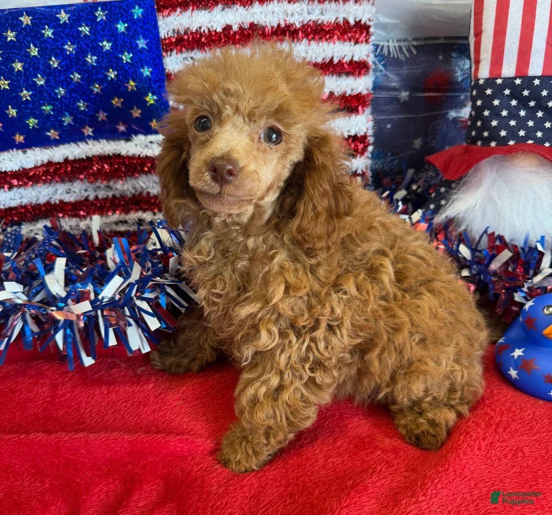 Toy Poodle dogs for sale: Candy - Ad 3