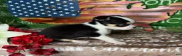 Chihuahua dogs for sale: Jethro Black Tricolor Short Coat - Ad 6