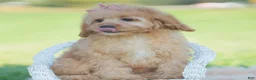 Cavapoo dogs for sale: Cinnabun - Ad 6