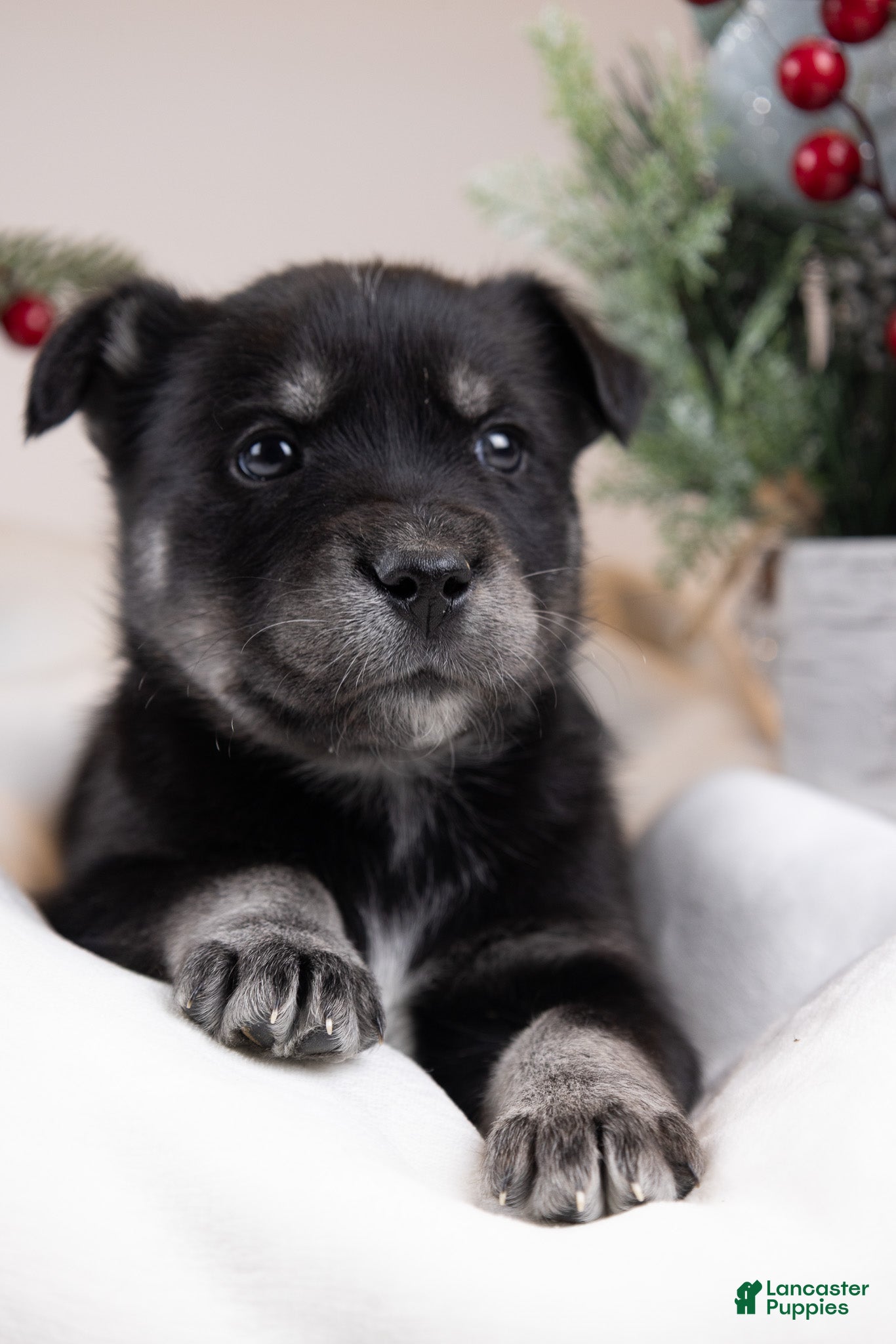 Goberian dogs Holly - Ad 12