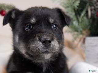 Goberian dogs Holly - Ad 2