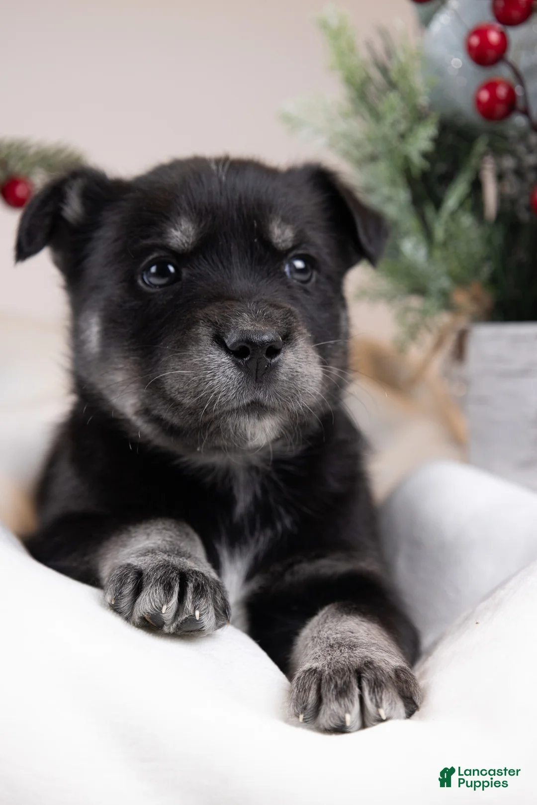 Goberian dogs for sale: Holly - Ad 2