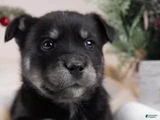 Goberian dogs Holly - Ad 3