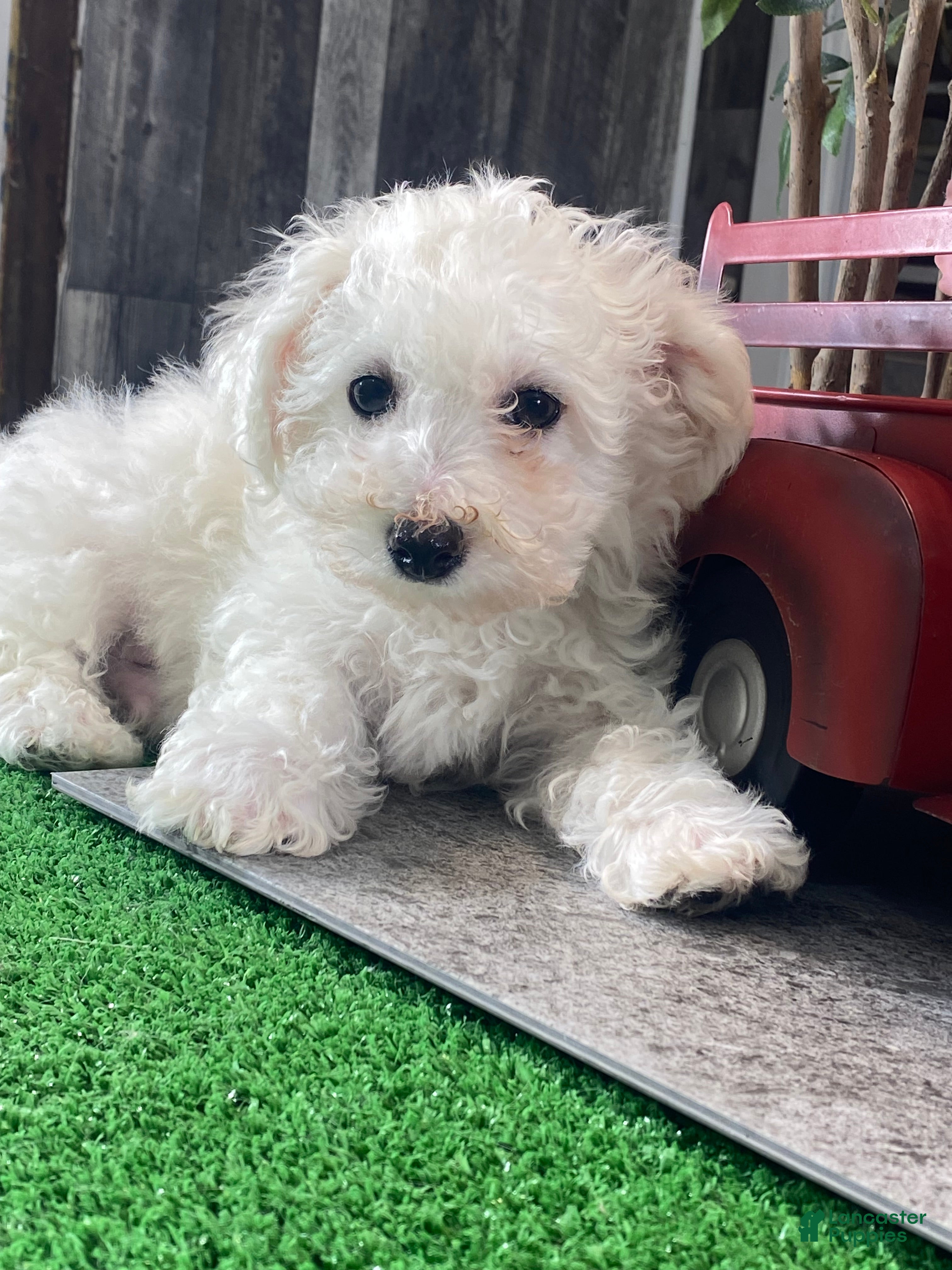 Bichon Frise dogs Buddy  - Ad 8