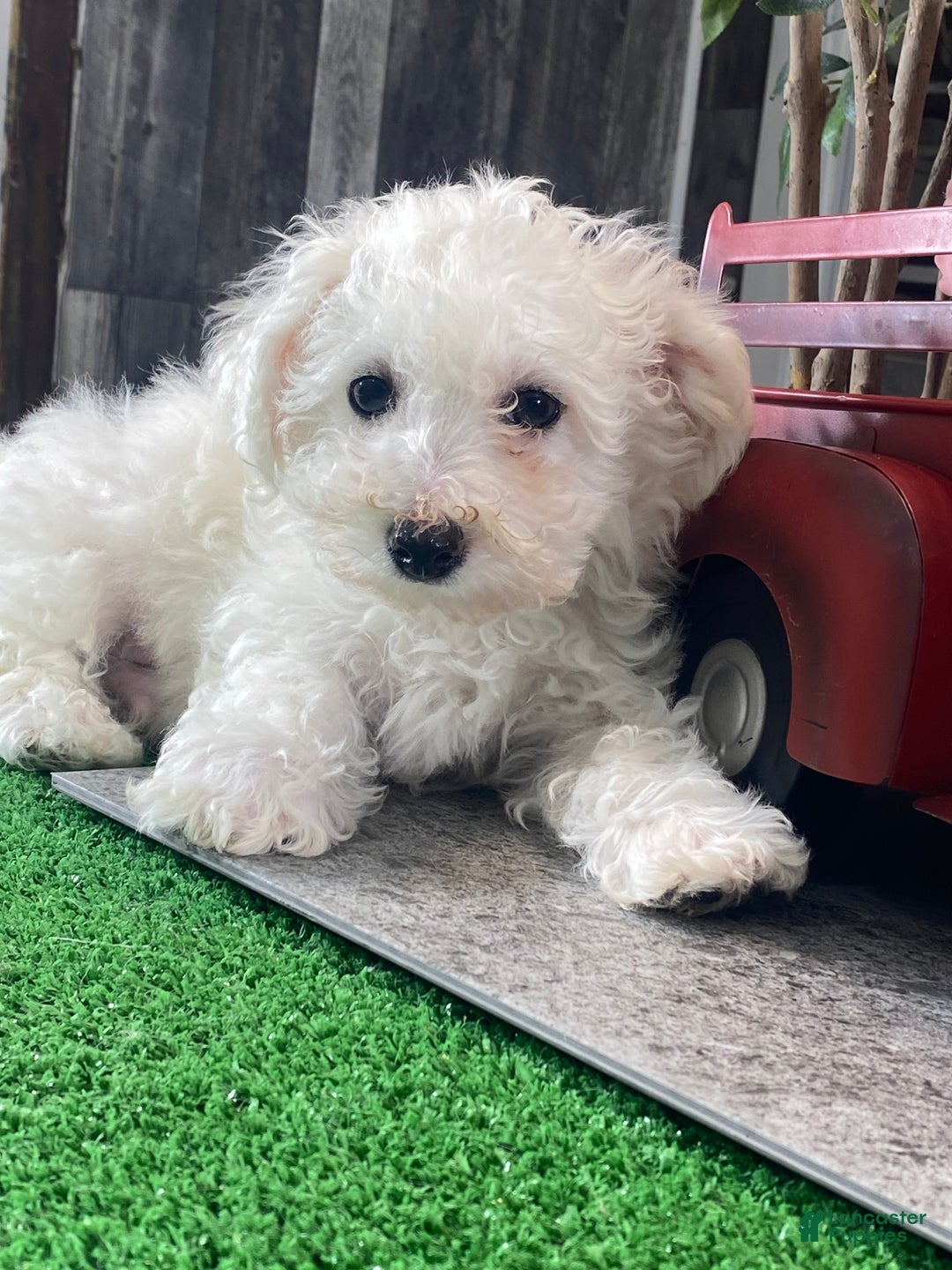 Bichon Frise dogs for sale: Buddy  - Ad 1