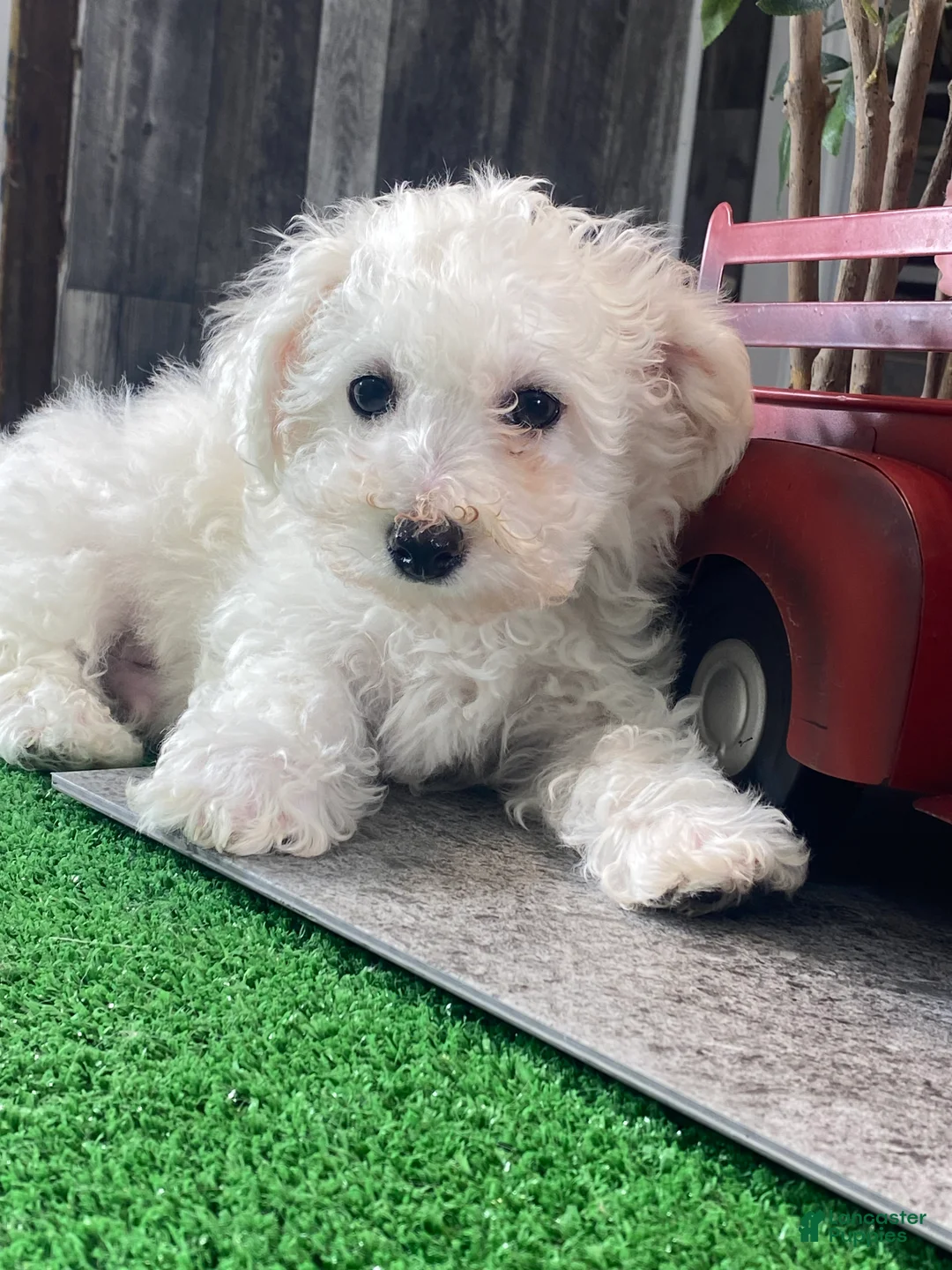 Bichon Frise dogs for sale: Buddy  - Ad 1