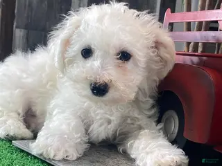 Bichon Frise dogs Buddy - Ad 11