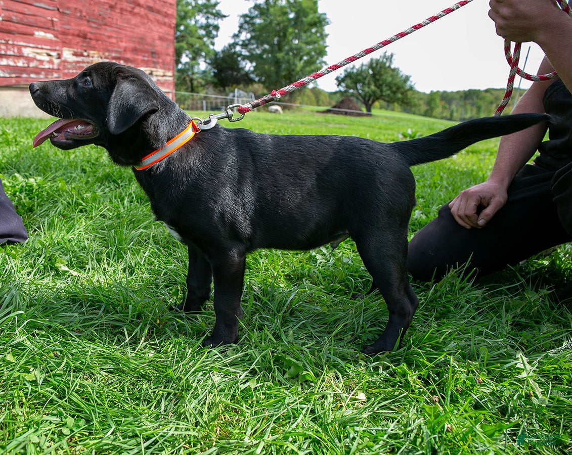 Mixed Breed dogs for sale: Moe male Shibador - Ad 3