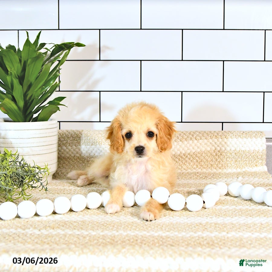 Cockapoo dogs Bandit EXTRA SMALL  - Ad 2