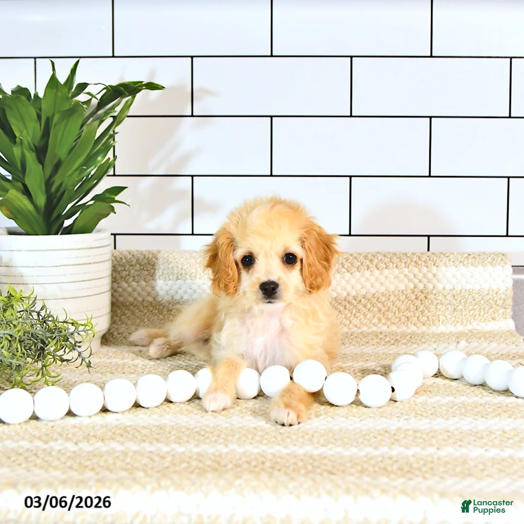 Cockapoo dogs for sale: Bandit EXTRA SMALL  - Ad 2