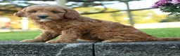 Mini Goldendoodle dogs for sale: Lancelot - Ad 2
