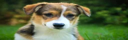 Welsh Corgi Pembroke dogs for sale: Apple Jacks Welsh Corgi Pembroke  - Ad 5
